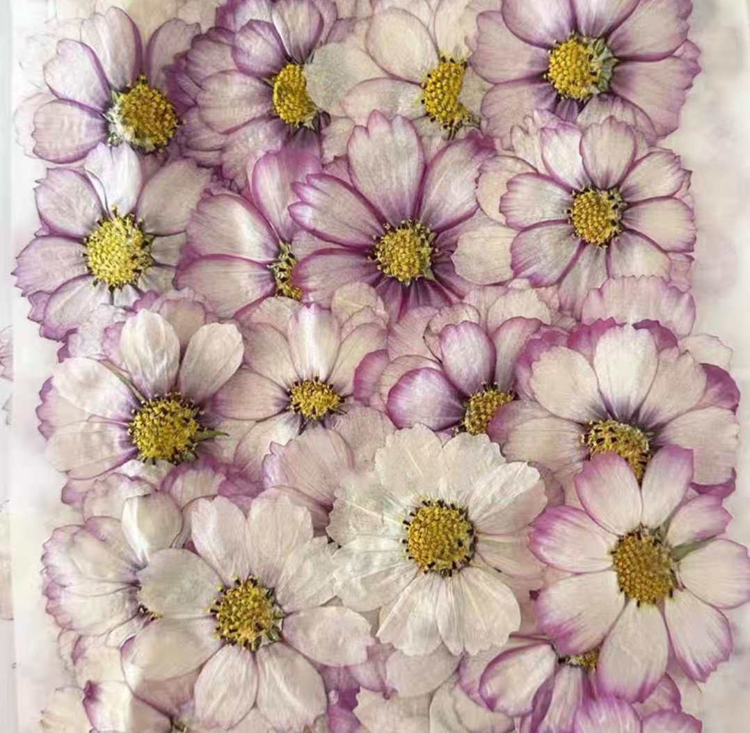 Resin Art Baby - прессованный сушеный космос цветок растение гербарий